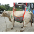 Harnais de maintien et de transport pour bovin