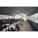 Tunnel d'élevage ou stockage 10,00 m x 10,00 m x 5,24 m pour bétail vue dans la ferme